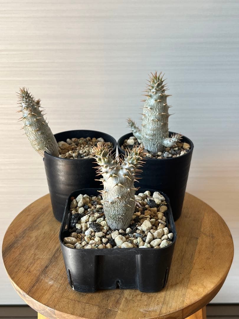 セット販売】3株セット パキポディウム グラキリス 実生 - メルカリ