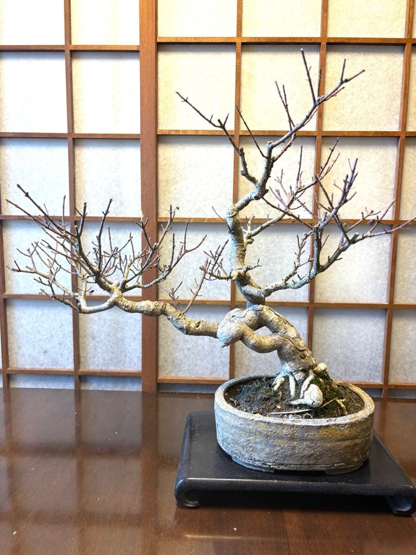 マユミ盆栽❗️真弓盆栽！古木❗️毎年実が沢山なります！鉢は作家物、一点物。雑木盆栽 盆栽 まゆみ 真弓 マユミ 小品盆栽 中品盆栽 実物盆栽 盆栽素材 : 盆栽