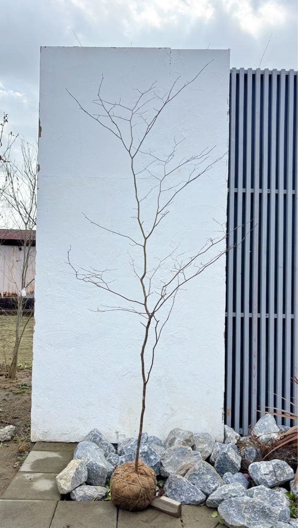 超逸品。山採りシロモジ2.3M(鉢底から)品番C - メルカリ