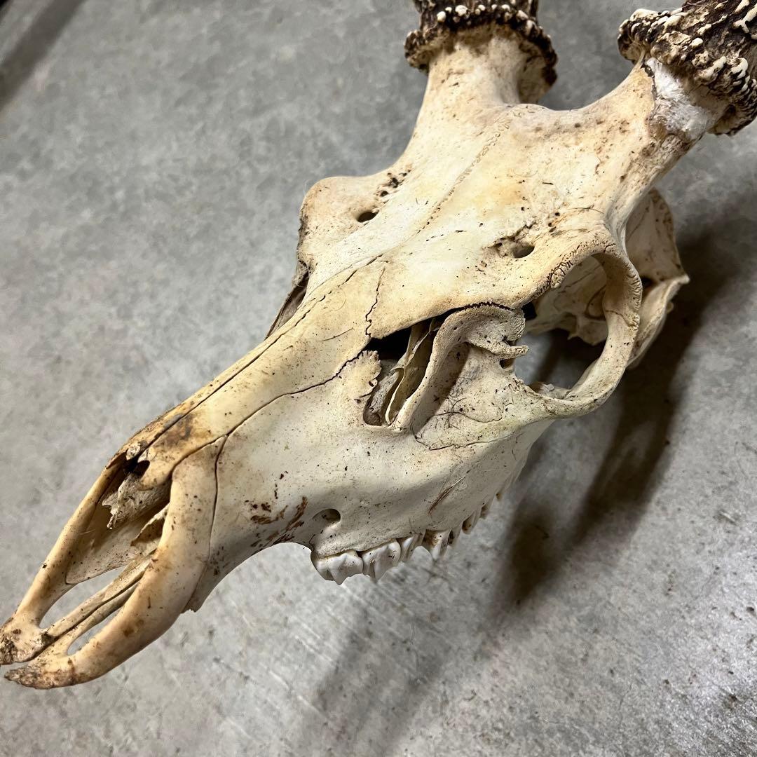 エゾシカの角、頭骨 - メルカリ