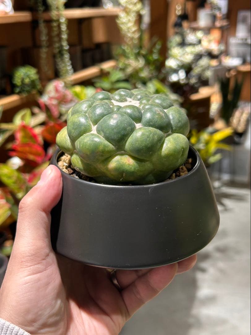 無棘象牙丸 コリファンタ ゾウゲマル 棘無し 鉢セット - メルカリ