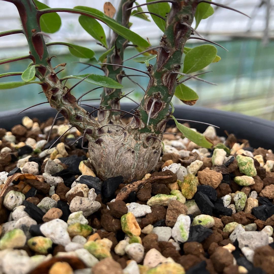 フォークイエリア ファシクラータ 実生 - メルカリ