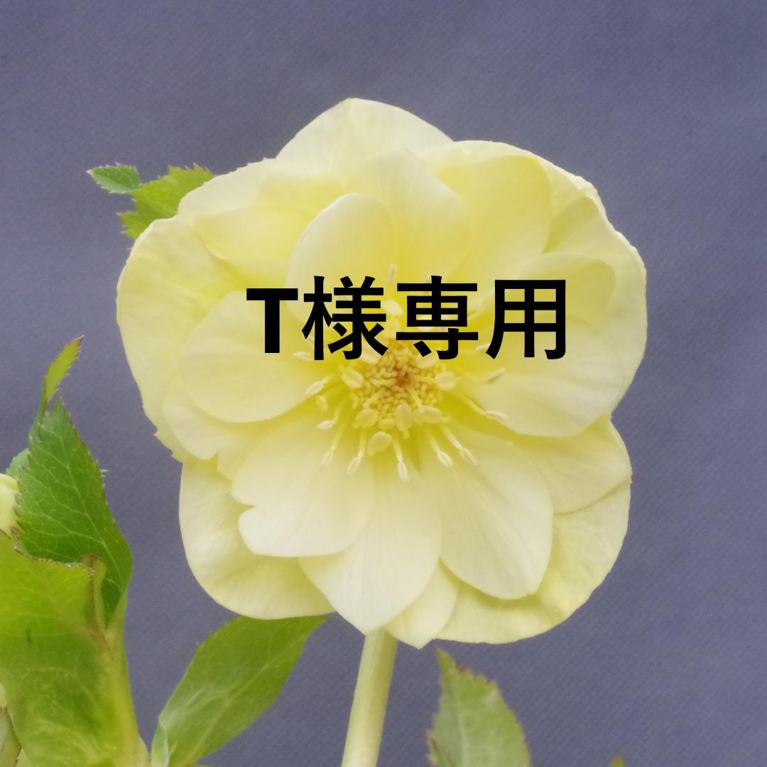 専用 7578 認定！かぐや姫 クリスマスローズ開花 加藤農園 - メルカリ