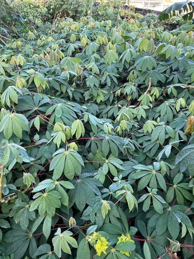 官能的な旨味と甘味◇高級種◇キャッサバ・ゴールドSS◇挿し木枝。60